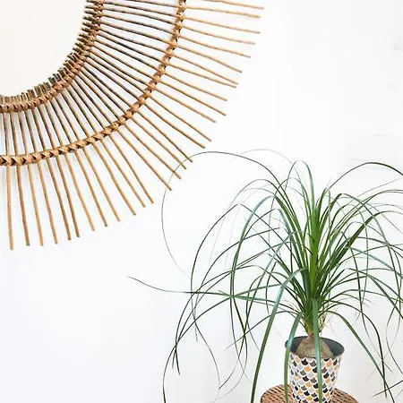 Cestaria كوستا نوفا