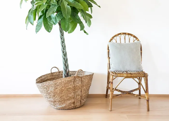 Cestaria * 诺瓦海岸