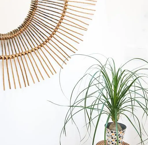 Cestaria 诺瓦海岸